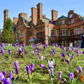 cottesmore school purple lavender spring flowers in garden with building in background